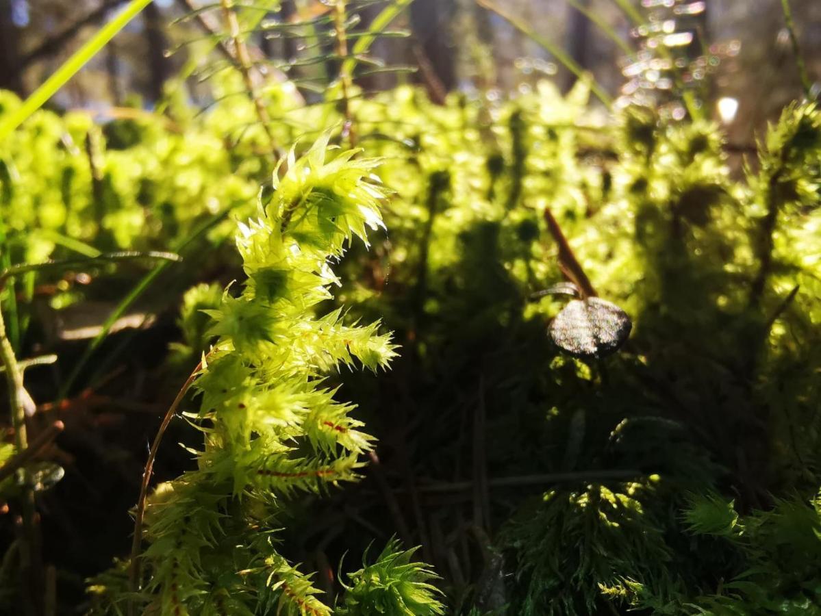 Haeuserl Im Wald Hotel Grobming